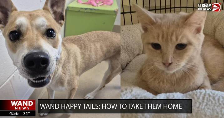 WAND's Happy Tails featuring Angel and Birthday Cake
