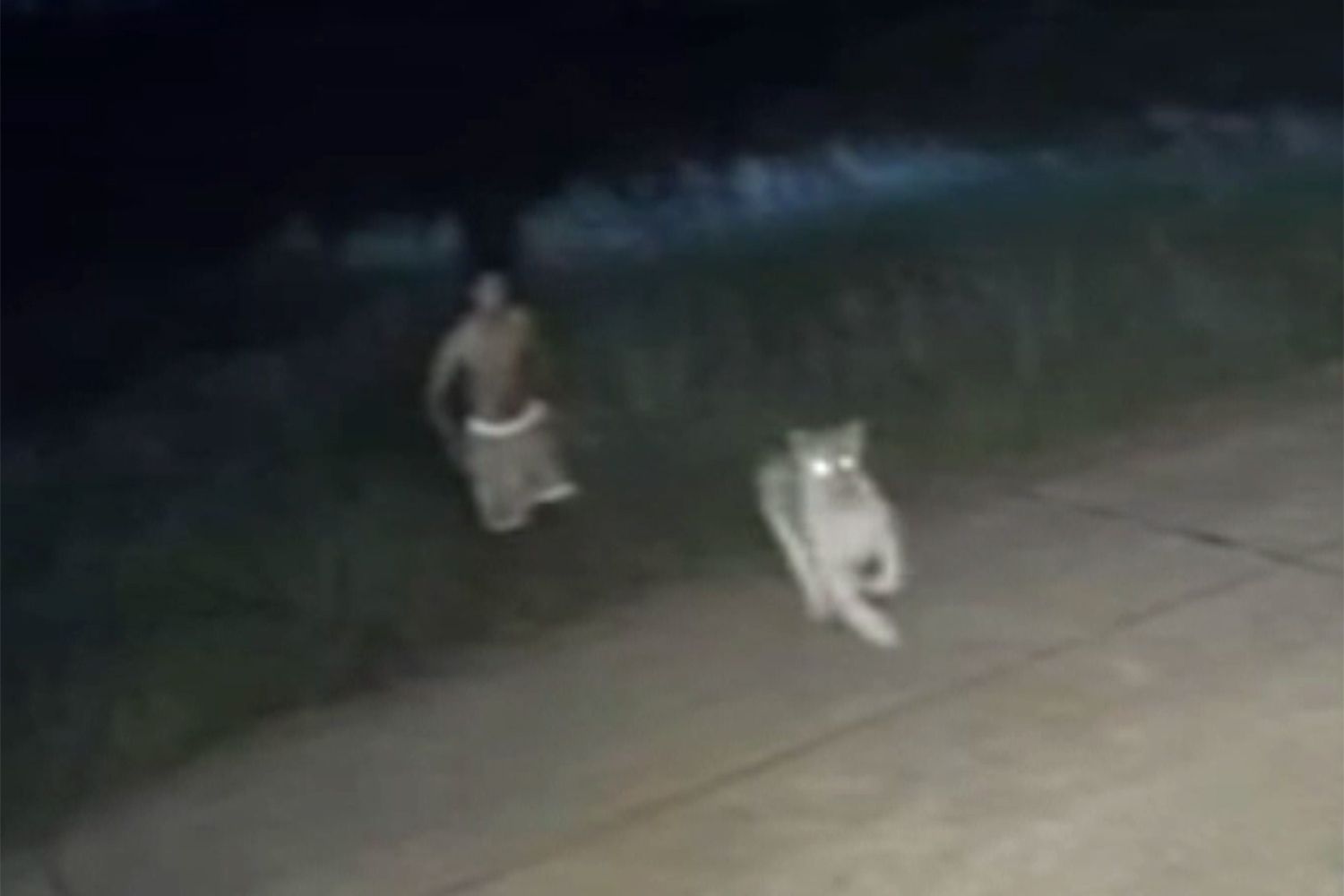 Lion Cub Kept Illegally as Pet Escapes and Attacks 11