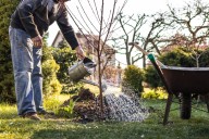 Why this is the right moment to plant your fruit trees