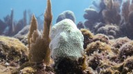 Critical Florida corals now ‘functionally extinct’ due to off
