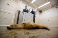 Marine mammals are dying in record numbers along the California coast
