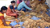 Tobacco Board favours non-FCV variety to be brought under regulation