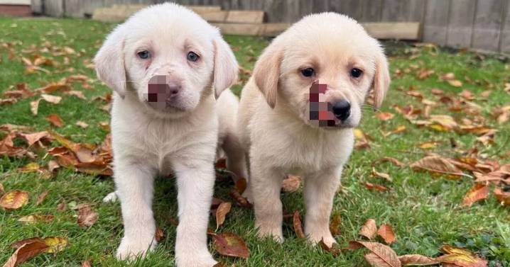 Puppies found with facial disfigurements in dumped cardboard box