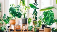 5 plantas que activan la energía del dinero, según el Feng Shui: dónde colocarlas en tu hogar