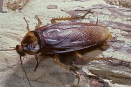 Man Refuses to Drive to Girlfriend's House to Kill a Cockroach