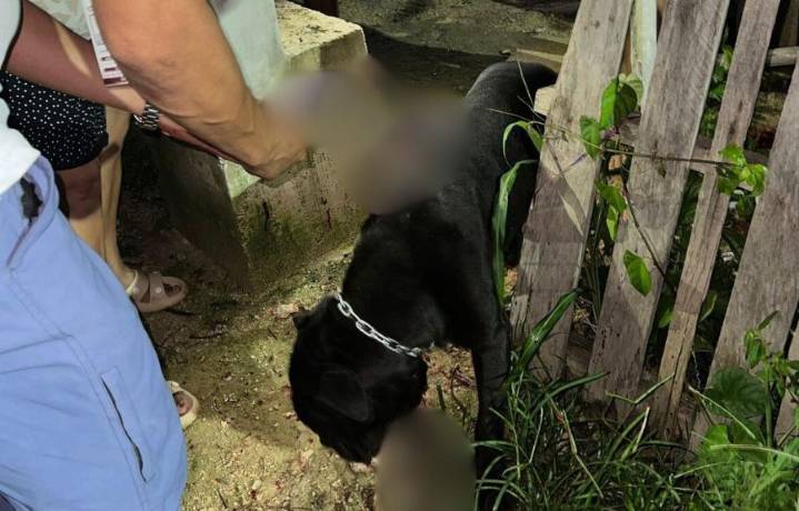 Benito Juárez condena agresiones contra animales y anuncia acciones legales