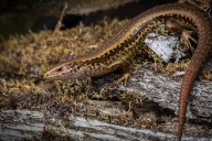NZ’s native lizards are at risk from land development – future policy must ensure better protection