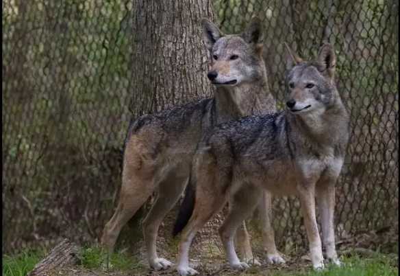 Wolf Week at LBL begins Saturday