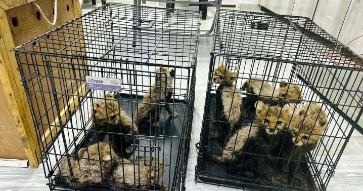 Cheetah cubs destined for illegal trade in exotic pets rescued in Somaliland