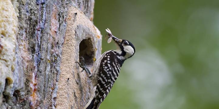 TWRA unveils plan to reintroduce threatened species back into Tennessee