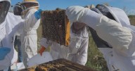 Colorado State University launches first honeybee veterinary science course