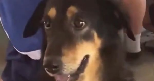 Una perrita perdió a sus crías y cayó en depresión: así logró sanar su corazón