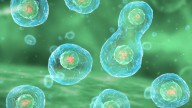 Mitosis