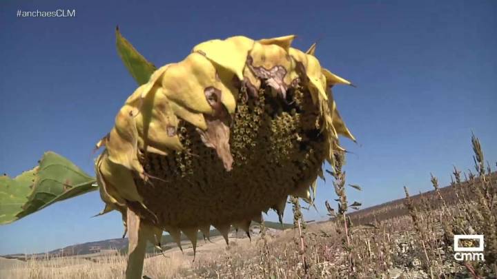 Cuenca está en plena cosecha de girasol
