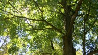 West Toledo residents start petition to save trees from sidewalk project