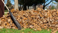 Why You Should Never Let The Raked Leaves In Your Lawn Pile Up