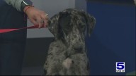 Pet of the Week: Benson the Catahoula