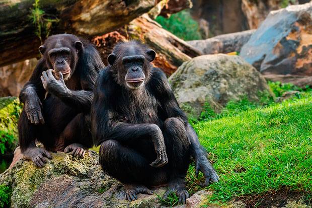 La historia del genoma compartido entre chimpancés y humanos