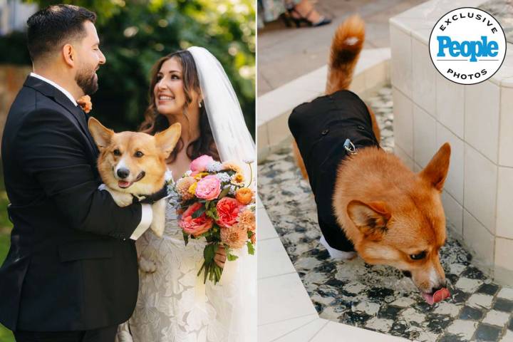 Pet Corgi Makes Hops into Fountain During Owners' Wedding Ceremony (Exclusive)