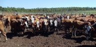 Una de las mayores amenazas para el rodeo expande su presencia: cómo afrontarla
