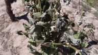 La segunda helada de la semana volvió a afectar a frutales y viñedos de Valle de Uco y el Sur
