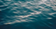 Body recovered after boater falls into water at Tower Park Marina in San Joaquin County