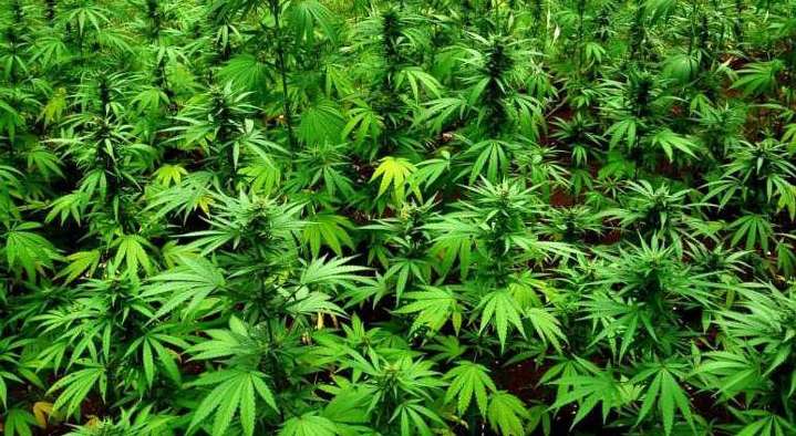 Meghalaya: Ganja Cultivation Razed Laitlulong Village under Sohiong