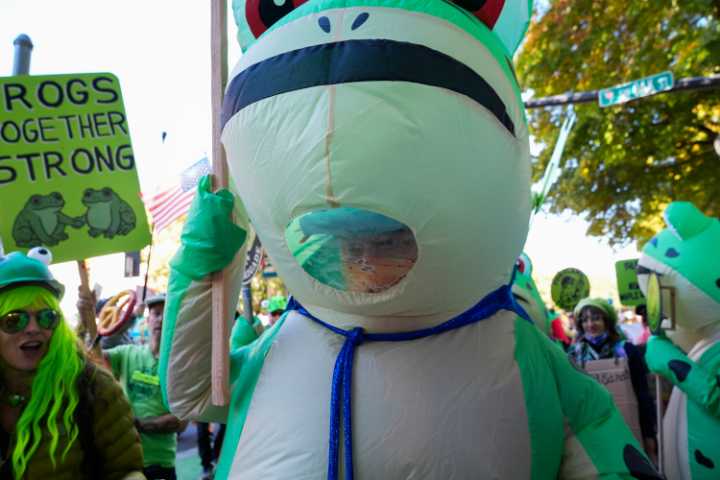 Protest Frogs Are Absurdly Serious