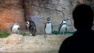 See photos of new Mote SEA aquarium with penguins, octopus and more.