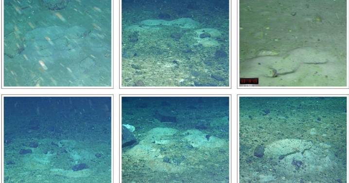 Underwater robot discovers icefish nests while searching for lost ship