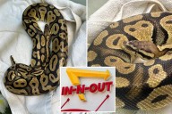 Giant python found slithering around In-N-Out burger joint in California