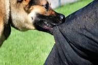 5 dog bite cases reported in Surankote