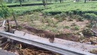 Floods Devastate Tea Gardens In North Bengal, Losses Estimated At Over Rs 100 Crore