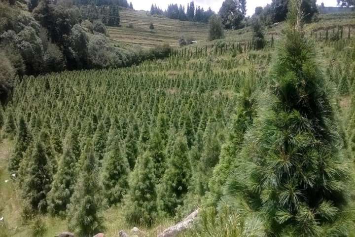 Impulsan conservación de la biodiversidad con catálogos de especies propias por cada municipio mexiquense