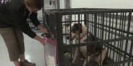 Wisconsin organizations look for help after taking in nearly 400 animals from Juneau County animal neglect case