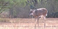 Laredo, Webb Co. officials discuss precautions against screwworm parasite