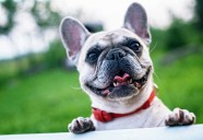 Veterinarian says preparation is key to keep pets safe during emergencies