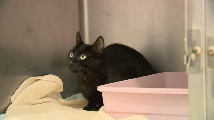Prohibido adoptar gatos negros en octubre: la medida busca protegerlos de rituales peligrosos