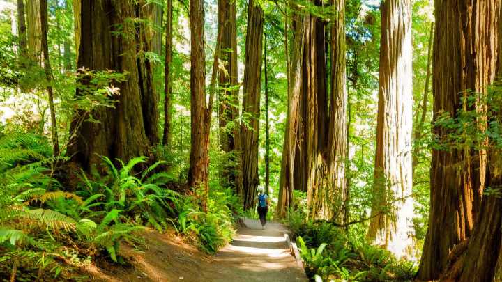 Iconic U.S. National Park's Theft Problem Is Happening At The Worst Possible Time