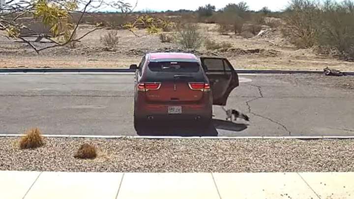 Arizona Woman Caught On Video Throwing A Dog From Her Car With Cold Parting Words