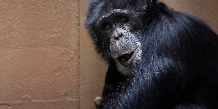 ‘Gaining strength each day’ | Zoo Knoxville chimpanzee recovering after historic spinal surgery