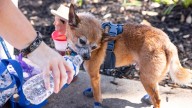 From barks to words: Researchers aim to translate dog sounds with AI