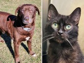 Pets of the week: Dutch is friendly and mellow. Tort loves treats