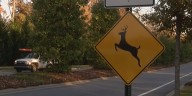 Understanding deer-car accidents and their severity