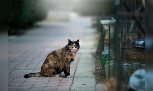 Cyprus triples funding to tackle soaring feral cat population amid calls for strategy