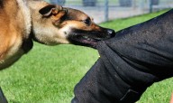 Elderly Woman Injured in Stray Dog Attack