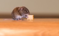 ¿Cuánto tiempo puede sobrevivir un ratón sin comida y agua?