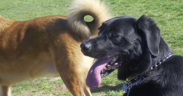 It's been ruff without dog parks for Layton pet owners
