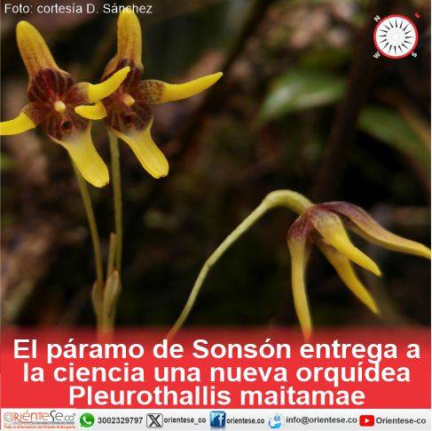 El páramo de Sonsón entrega a la ciencia una nueva orquídea Pleurothallis maitamae