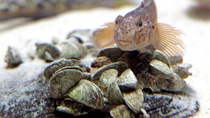 Which invasive species lurk in the Erie Canal's dark waters?